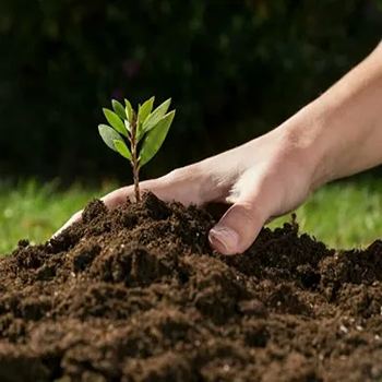 خرید و قیمت خاک مخصوص سانسوریا پاکوتاه + فروش عمده